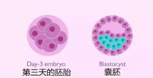 湖南孝感借卵试管婴儿医院排名，哪家成功率最高？,供卵代怀机构排名